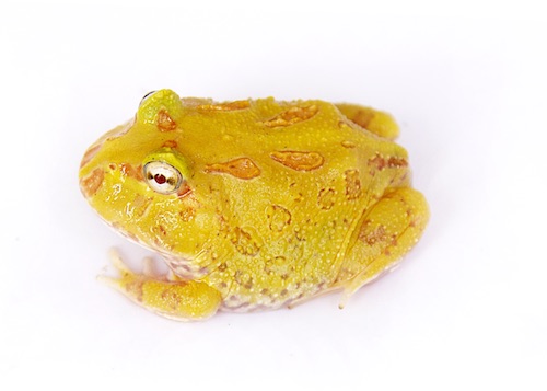 Albino Pacman Frog For Sale, Albino Pacman Frog For Sale China, Albino Pacman Frog For Sale Near Me, Albino Pacman Frog For Sale Cheap, Albino Pacman Frog For Sale Uk, Albino Pacman Frog For Sale Usa, Albino Pacman Frog For Sale Europe, Albino Pacman Frog For Sale Canada, Baby Albino Pacman Frog For Sale